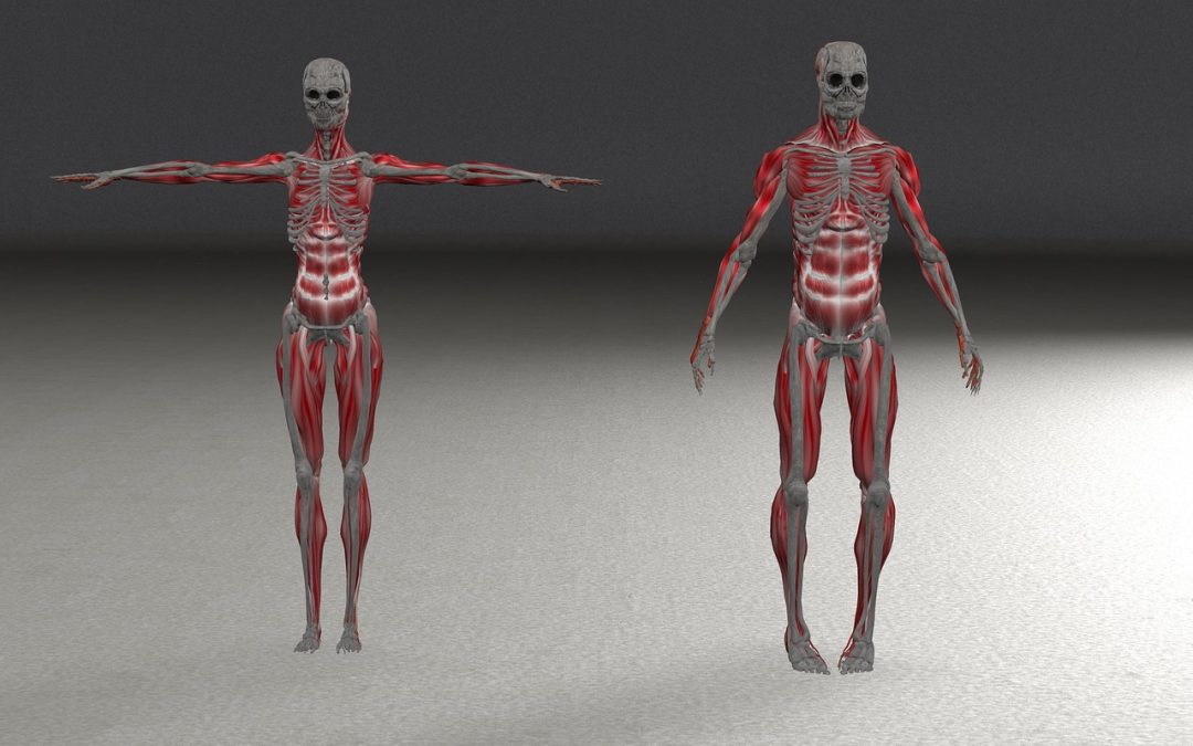 Los huesos que más se deben cuidar del cuerpo humano