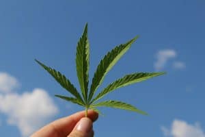 El consumo de Cannabis ayuda a combatir las Mialgias